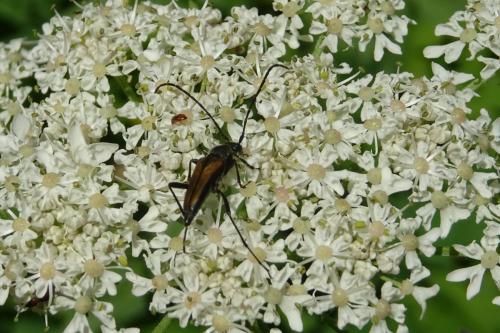 Anastrangalia dubia